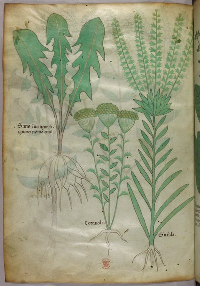Botanische Illustration, um 1440 von Italian School