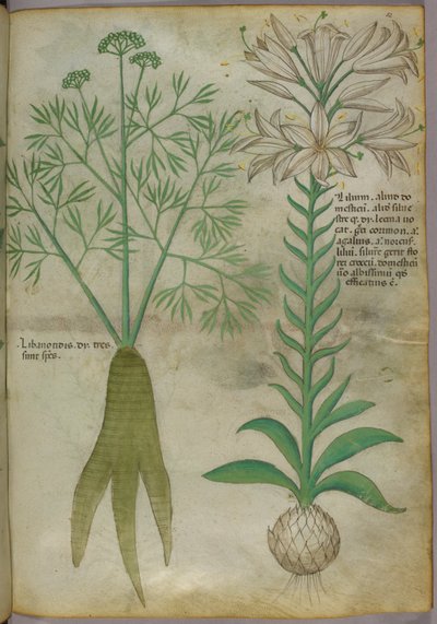 Botanische Illustration, um 1440 von Italian School