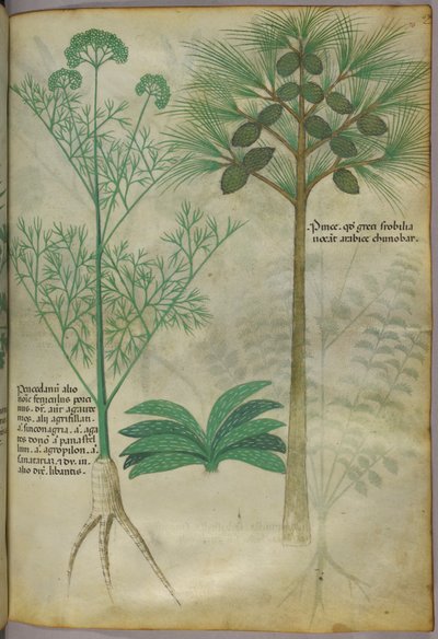 Botanische Illustration, um 1440 von Italian School