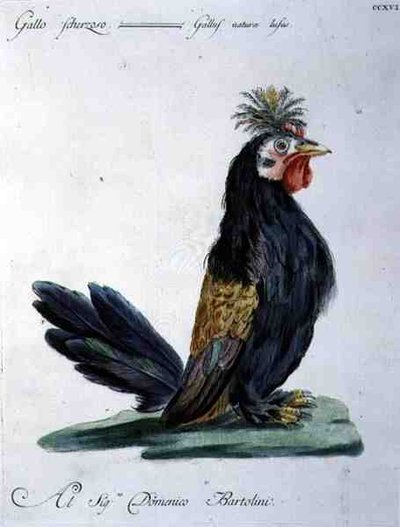 Hahn, ca. 1767-76 von Italian School