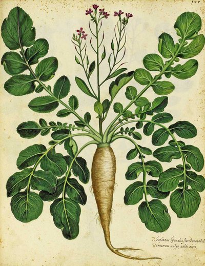 Langer weißer Rettich von Ulisse Aldrovandi von Italian School