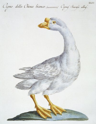 Schwan von Italian School