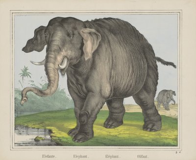Elefant von J. Scotti