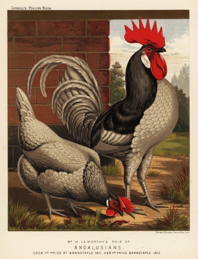 Andalusische Hühner von J. W. (after) Ludlow