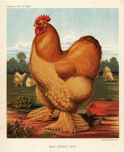 Buff Cochin Hahn von J. W. (after) Ludlow