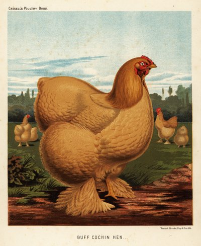 Buff Cochin Henne von J. W. (after) Ludlow