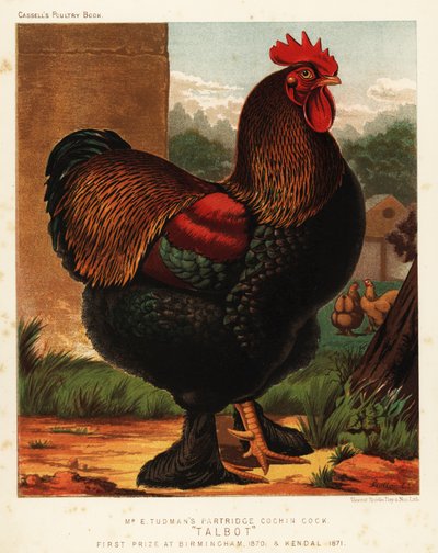 Rebhuhn Cochin-Hahn von J. W. (after) Ludlow