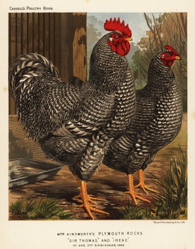 Plymouth-Rock-Hühner von J. W. (after) Ludlow