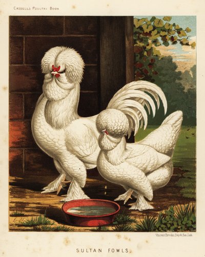 Sultan-Hühner, Gallus gallus domesticus von J. W. (after) Ludlow