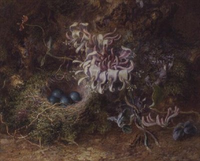 Vogelnest und Geißblatt von Jabez Bligh