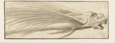 Fliegender Fisch von Jacopo Ligozzi