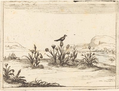 Vogel auf einer Distel sitzend von Jacques Callot