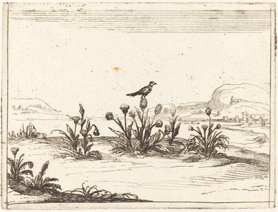 Vogel auf einer Distel sitzend von Jacques Callot