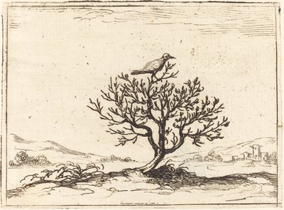 Nachtigall im Busch von Jacques Callot