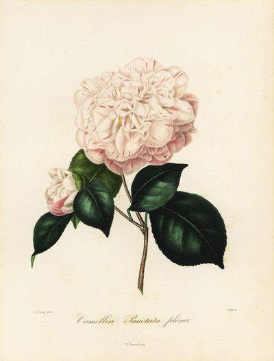 Camellia japonica Sorte, Camellia punctata plena von Jakob (after) Jung