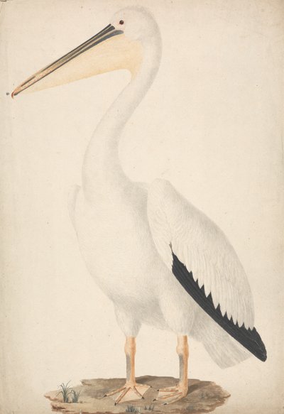Pelecanus onocrotalus (Großer Weißer Pelikan) von James Bruce