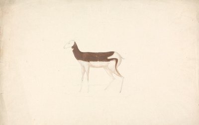 Unidentifiziertes Huftier von James Bruce