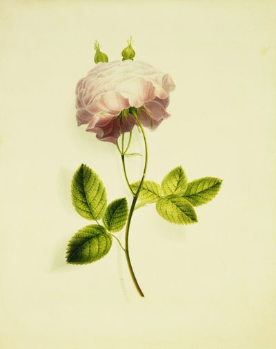 Eine rosa Rose von James Holland
