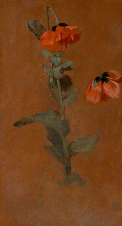Studie von Mohnblumen von James Inskipp