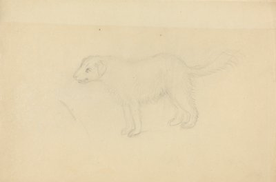 Ein Hund von James Sowerby