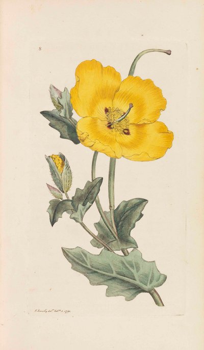 Englische Botanik, 1790-1800 von James Sowerby