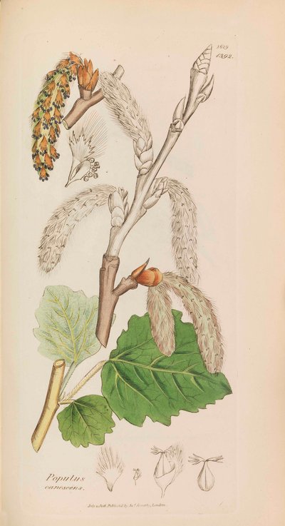 Englische Botanik, 1790-1800 von James Sowerby