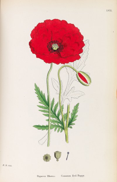 Englische Botanik, 1790-1800 von James Sowerby