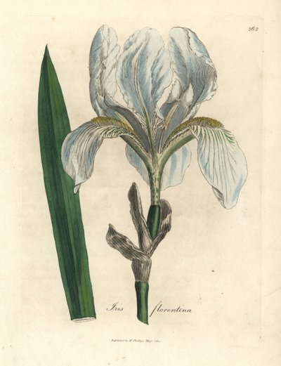 Florentiner Schwertlilie, Iris florentina von James Sowerby