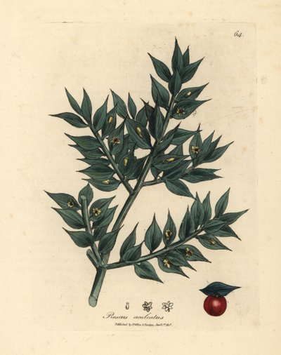 Grünblühender Mäusedorn, Ruscus aculeatus von James Sowerby