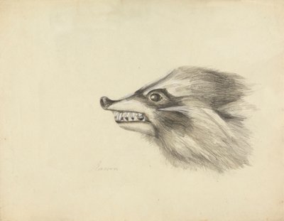 Kopf eines Waschbären von James Sowerby
