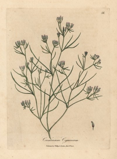 Rosa blühender Kümmel, Cuminum cyminum von James Sowerby