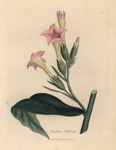 Rosa blühende Tabakpflanze, Nicotiana tabacum von James Sowerby
