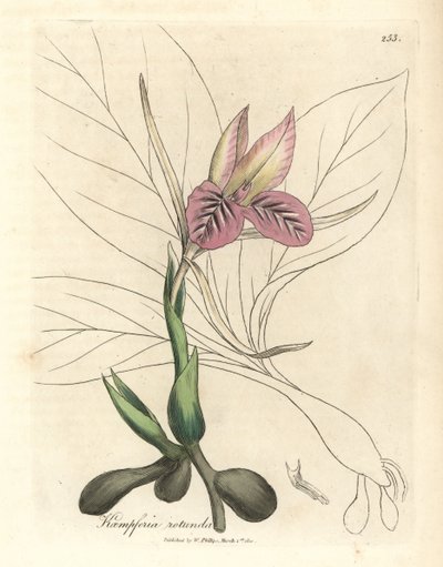 Rosa blühende Zedoarie, Kaempferia rotunda von James Sowerby