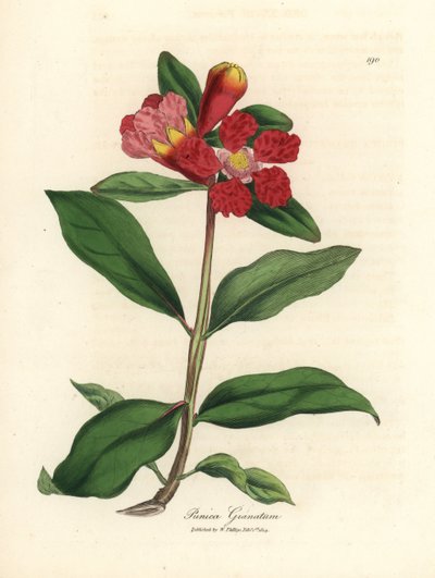 Scharlachblühender Granatapfelbaum, Punica granatum von James Sowerby