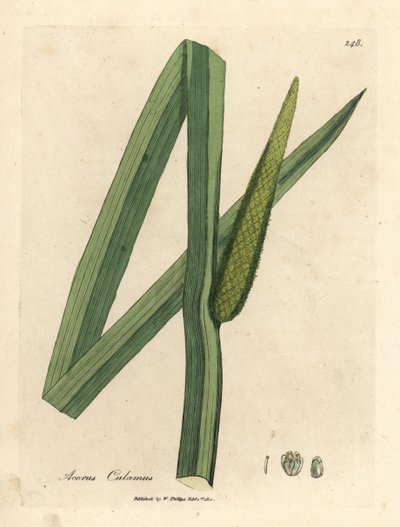 Kalmus, Acorus calamus von James Sowerby
