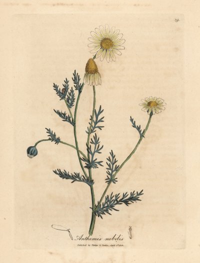 Weiß und gelb blühende Kamille, Anthemis nobilis von James Sowerby