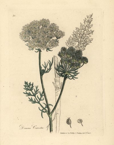 Weißblühende wilde Karottenpflanze, Daucus carota von James Sowerby
