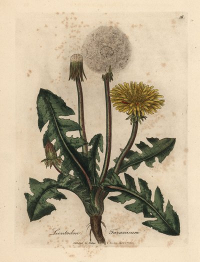 Gelbblühender Löwenzahn, Leontodon taraxacum von James Sowerby