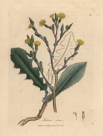 Gelbblühender wilder Lattich, Lactuca virosa von James Sowerby