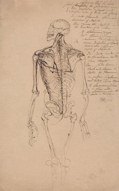 Zeichnung eines menschlichen Skeletts von James Ward