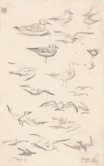 Studien von Möwen von James Ward