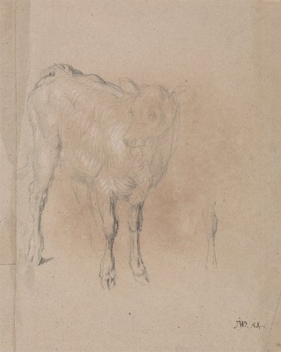 Studie eines Kalbs von James Ward