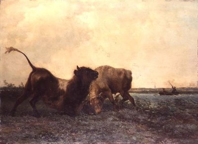 Kämpfende Stiere von Jan Bedys Tom