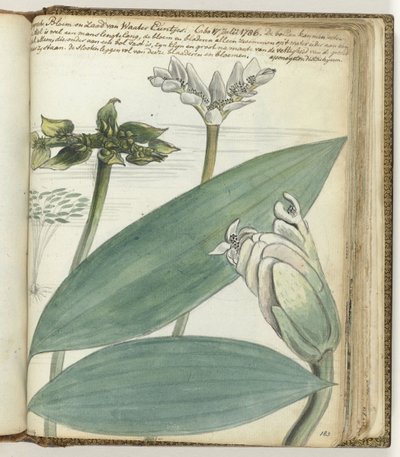 Kap-Blume von Jan Brandes