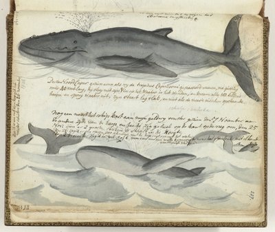 Nordkaper von Jan Brandes