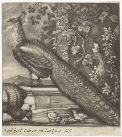 Pfauen von Jan Griffier (I)