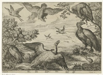 Verschiedene Vögel und ein Affe von Jan Griffier (I)