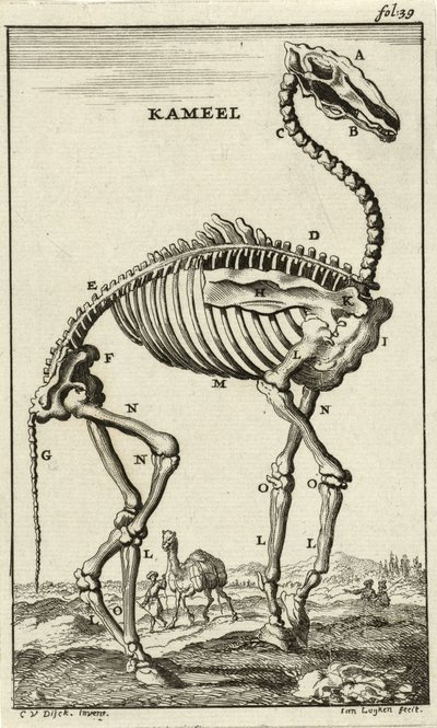 Skelett eines Kamels, ca. 1680er von Jan Luyken