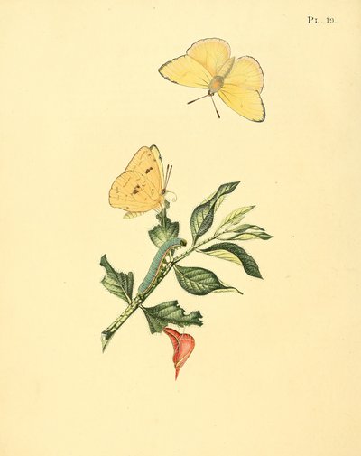 Phoebis sennae (als syn. Papilio hyperici) von Jan Sepp