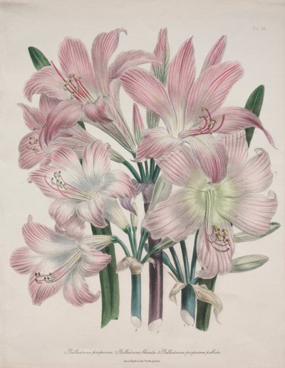 Belladonna-Lilie: Amaryllis belladonna von Jane Loudon